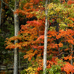 Autumn Portfolio